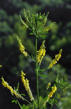 Melilotus officinalis yellow_3
