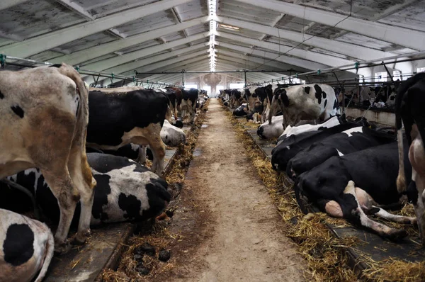 Melkkoeien in de stal room_4 — Stockfoto