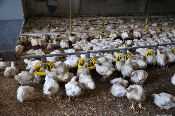 Çiftlik büyüyen broiler chickens_2 için