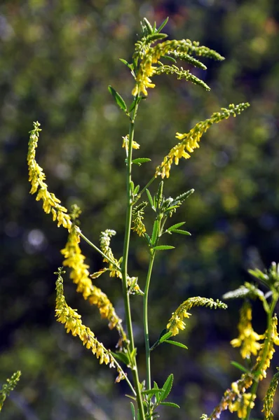 Melilotus officinalis yellow — Stock Photo, Image