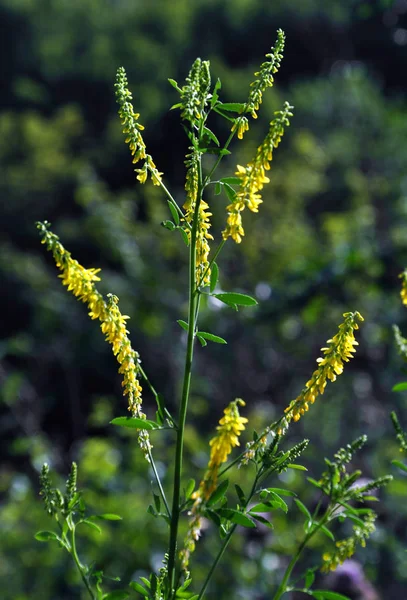 Melilotus officinalis yellow_2