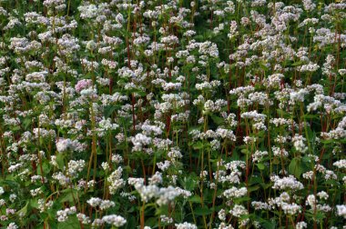 Alan buğday bloom_6