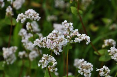 Alan buğday bloom_8