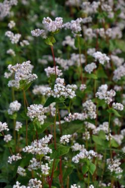 Alan buğday bloom_10