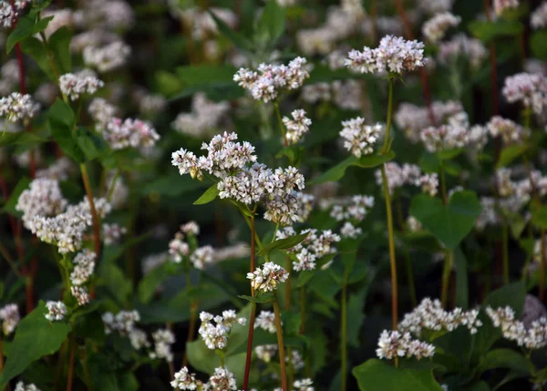 Dans le champ fleur de sarrasin — Photo