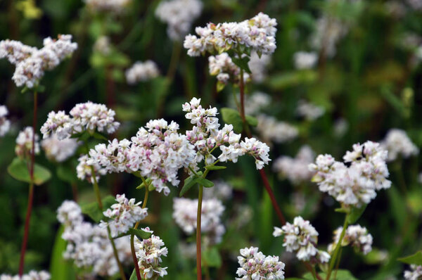 In the field buckwheat bloom_9