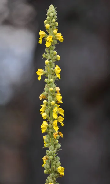 Mullein_3 药用植物的开花 — 图库照片