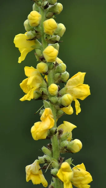 Flowering of medical plant of mullein_2 — Stock Photo, Image