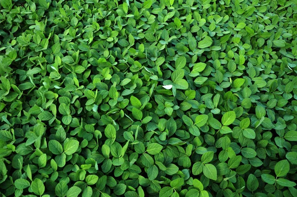 Green soy crops _ 6 — стоковое фото