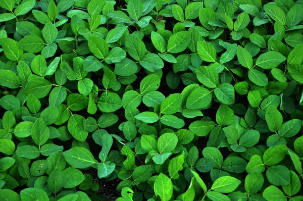 Καλλιέργειες πράσινων σόγιας — Φωτογραφία Αρχείου
