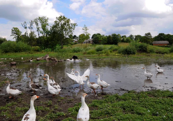 Paisagem de verão no campo _ 3 — Fotografia de Stock