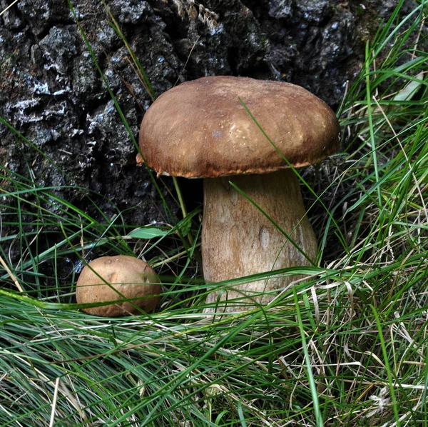 Cogumelos javalis sob a árvore _ 2 — Fotografia de Stock
