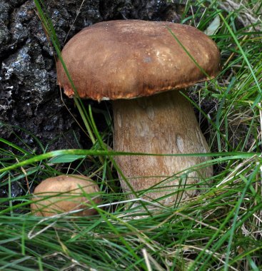 Mantar domuzu tree_6 altında