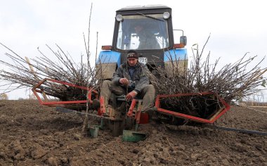 Meyveli trees_8 fidan dikim