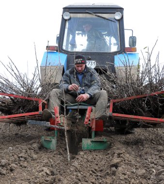 Meyveli trees_9 fidan dikim