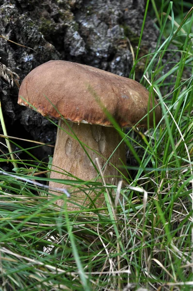 Cogumelos javalis sob a árvore _ 4 — Fotografia de Stock