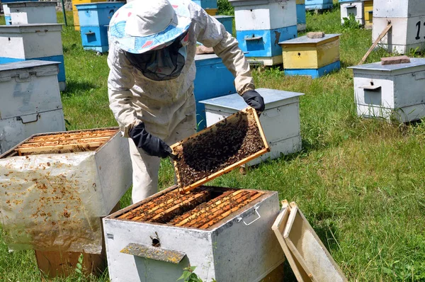L'apicoltore prende cornice dall'alveare _ 3 — Foto Stock