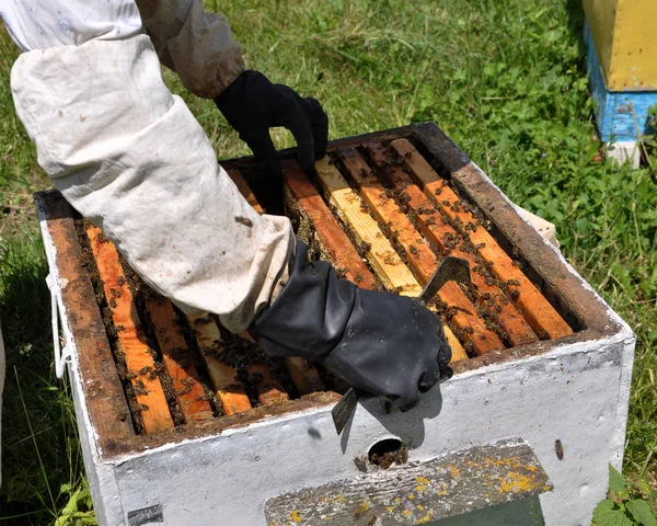 양 봉가 꿀벌 통에서 프레임을 걸립니다. — 스톡 사진
