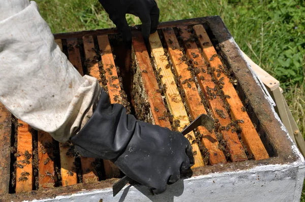 L'apicoltore prende cornice dall'alveare _ 4 — Foto Stock