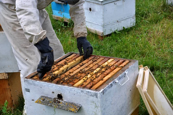 Ο μελισσοκόμος παίρνει καρέ από το hive_7 — Φωτογραφία Αρχείου