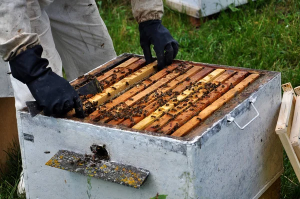 De imker neemt frame van de hive_6 — Stockfoto