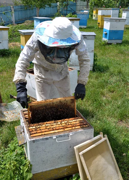 The beekeeper takes frame from the hive _ 5 — стоковое фото