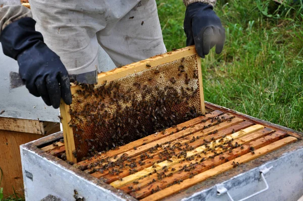 The beekeeper takes frame from the hive _ 9 — стоковое фото