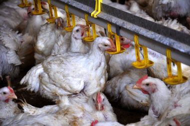 Tavuk yumurtlayanlar yakınındaki drink_5