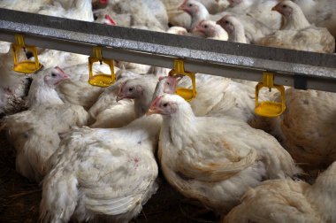 Tavuk yumurtlayanlar yakınındaki drink_2