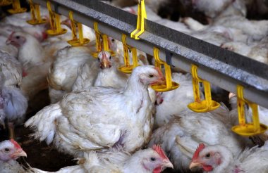 Tavuk yumurtlayanlar yakınındaki drink_6