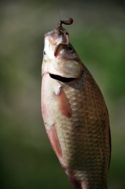 Olta kancası ve bait_4