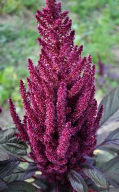 Çiçekli çalı amaranth_2