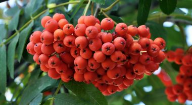 Rowan ash_5 kırmızı meyveler
