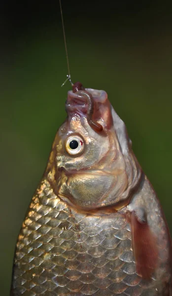 Fish hook and bait_6 — Stock Photo, Image