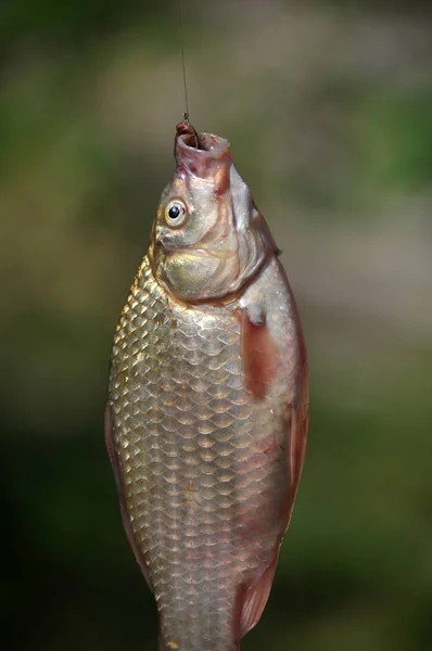 Fish hook and bait_2 — Stock Photo, Image