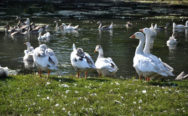 Home geese in the water and on the shore — Stock Photo, Image