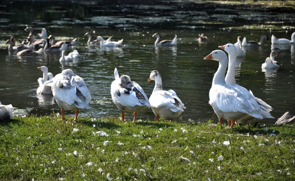 Hausgänse im Wasser und am Ufer — Stockfoto