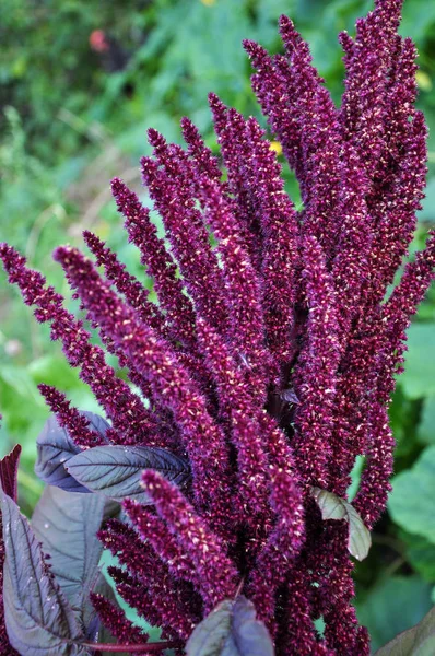 Kvetoucí bush amaranth_6 — Stock fotografie