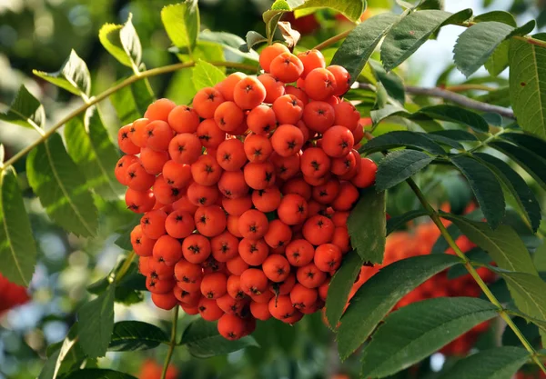 Rowan ash_4 kırmızı meyveler — Stok fotoğraf
