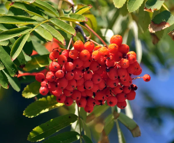 Piros bogyós gyümölcsök, a berkenye-ash_7 — Stock Fotó