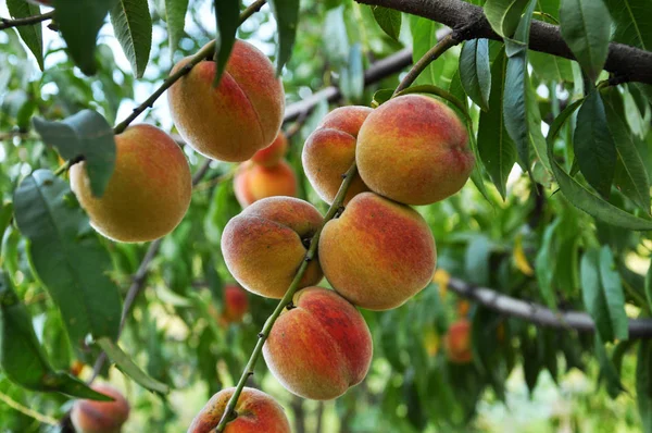 Dojrzała brzoskwinia fruit_2 — Zdjęcie stockowe