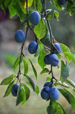 Bir erik ağacı dalı