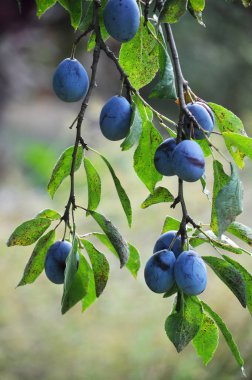 Bir erik ağacı dalı