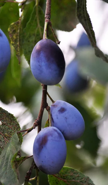 On a branch of a tree of plum — Stock Photo, Image