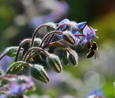 Hodan bulanık bir background_5 üzerinde