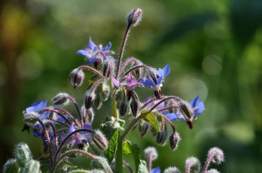 Hodan bulanık bir arka plan üzerinde