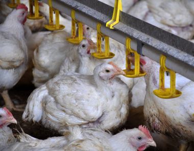 Tavuk yumurtlayanlar yakınındaki drink_8