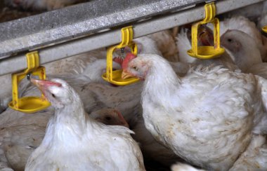 Tavuk yumurtlayanlar yakınındaki drink_16