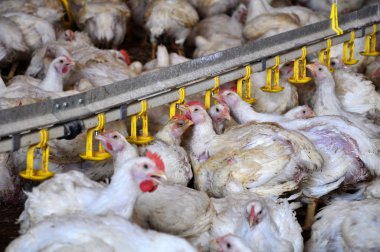 Tavuk yumurtlayanlar yakınındaki drink_14