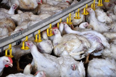 Tavuk yumurtlayanlar yakınındaki drink_15